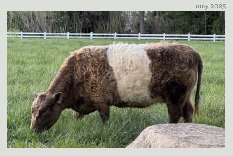 A brown and white Belted Galloway cow grazes in a green field near a white fence, with trees in the background. The image is labeled "may 2025" in the upper right corner. Fearrington Village